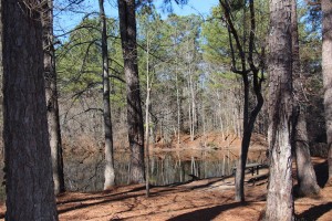 Apartments For Rent in Stone Mountain, GA - Wooded Exterior Grounds    
